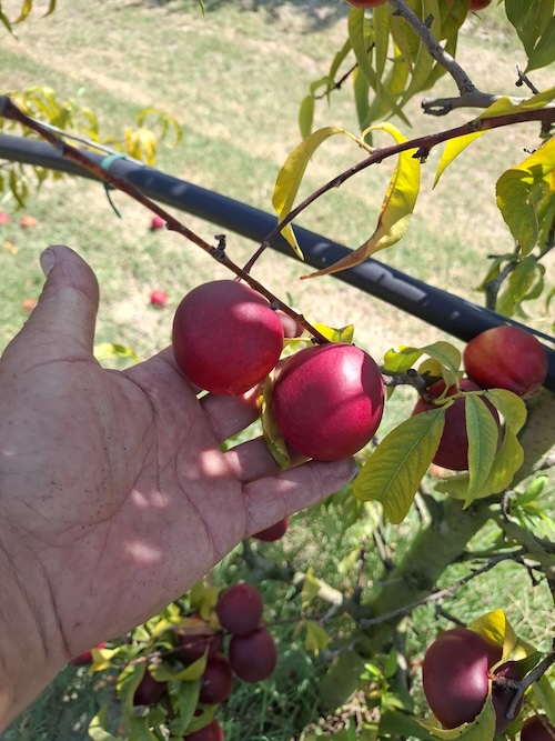 Apofruit_siccità.jpg