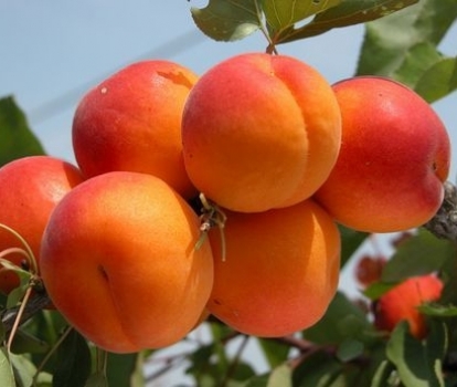 frutti_di_albicocco_GENERICO_1320854448076512200.JPG